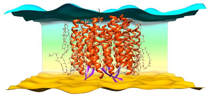A bacteriorhodopsin trimer between two surfaces