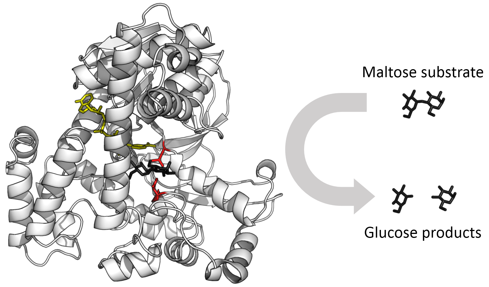 Glucosidase_enzyme