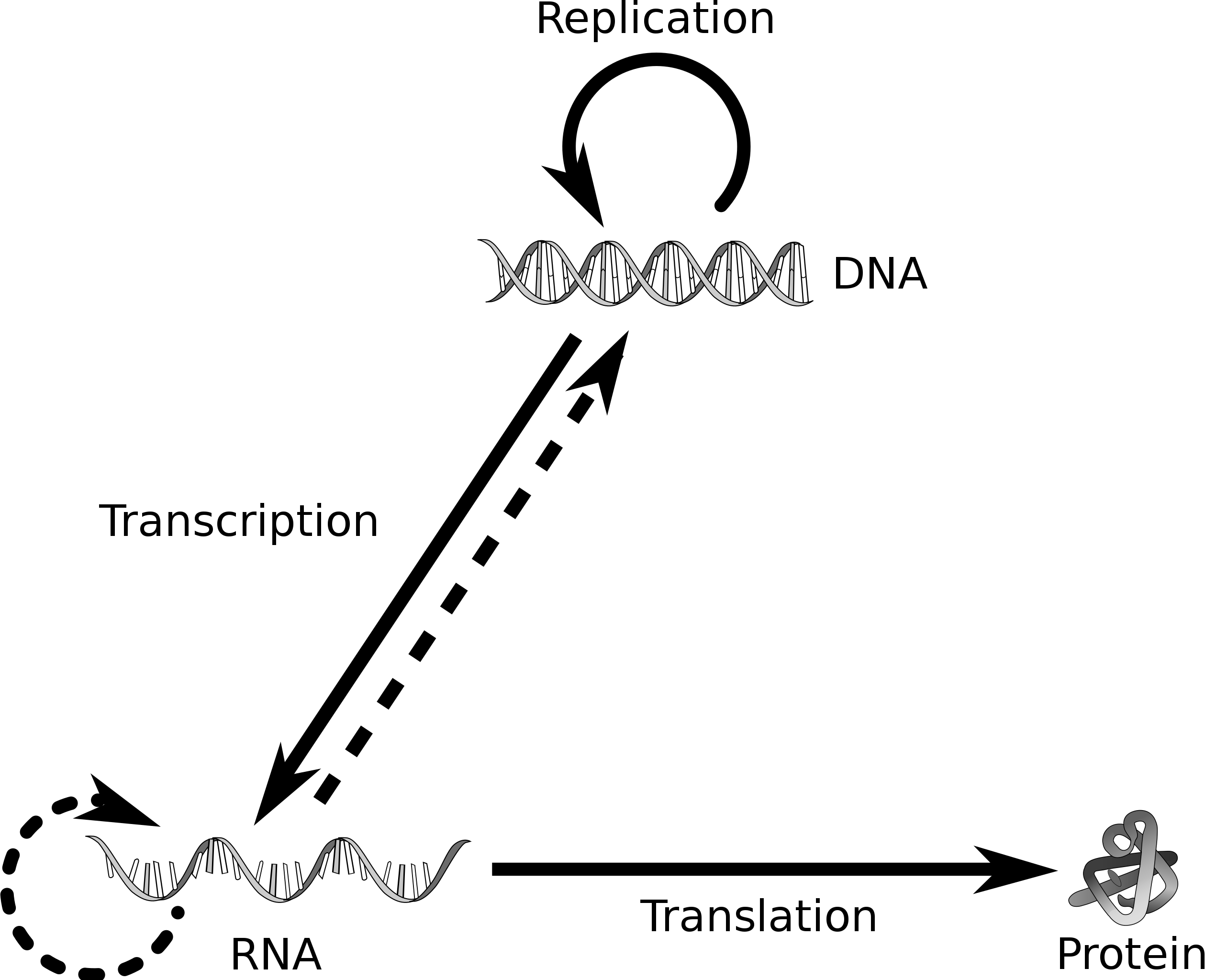 2518px-Central_dogma_of_molecular_biology.svg