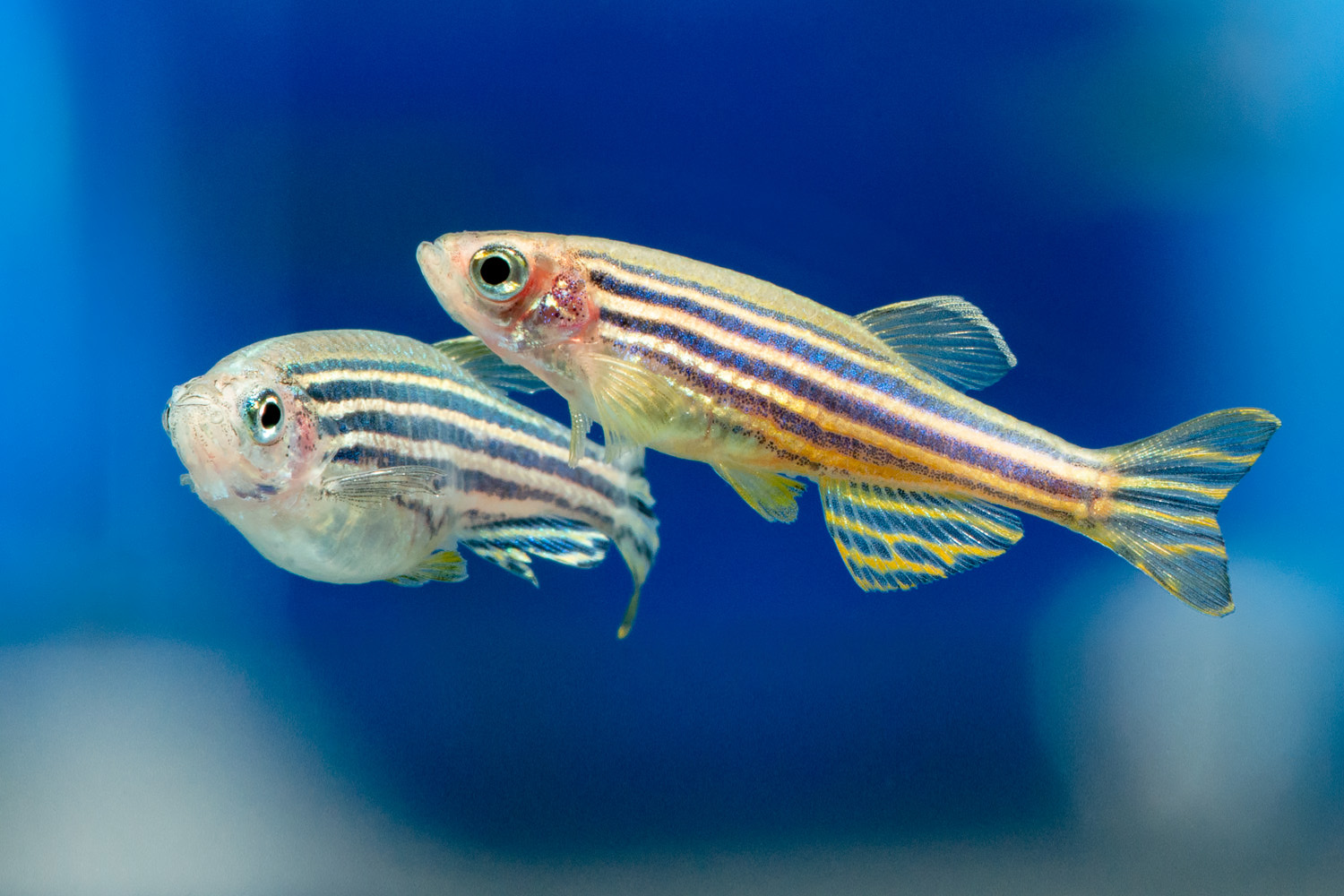 Why Can Zebrafish Regenerate Damaged Heart Tissue, While Other Fish Species Cannot? BioQuick News